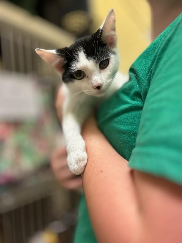 Funnel Cake, Adoptable, Young Male Domestic Short Hair.