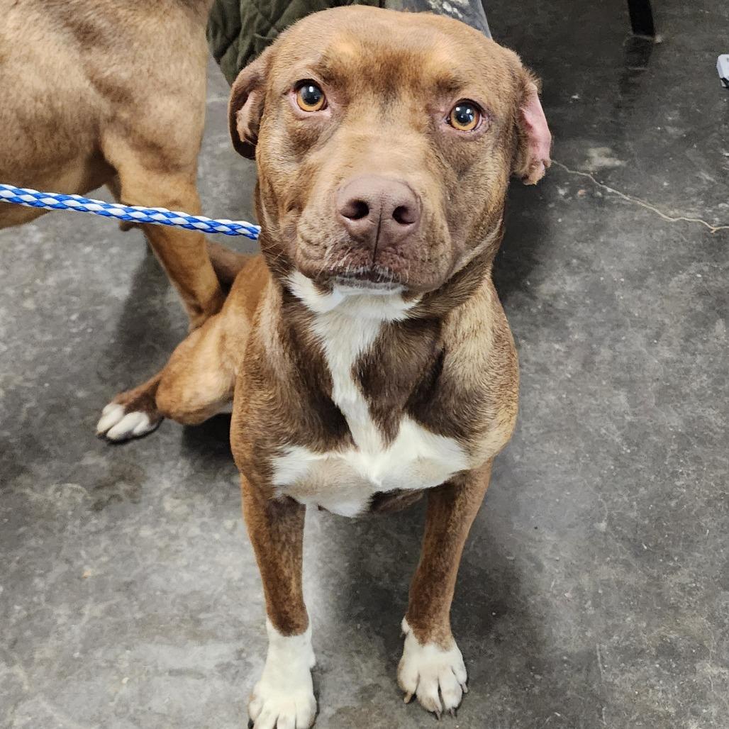 Enlarge Athena, a Adoptable mixed breed in Evensville, TN image 1/2