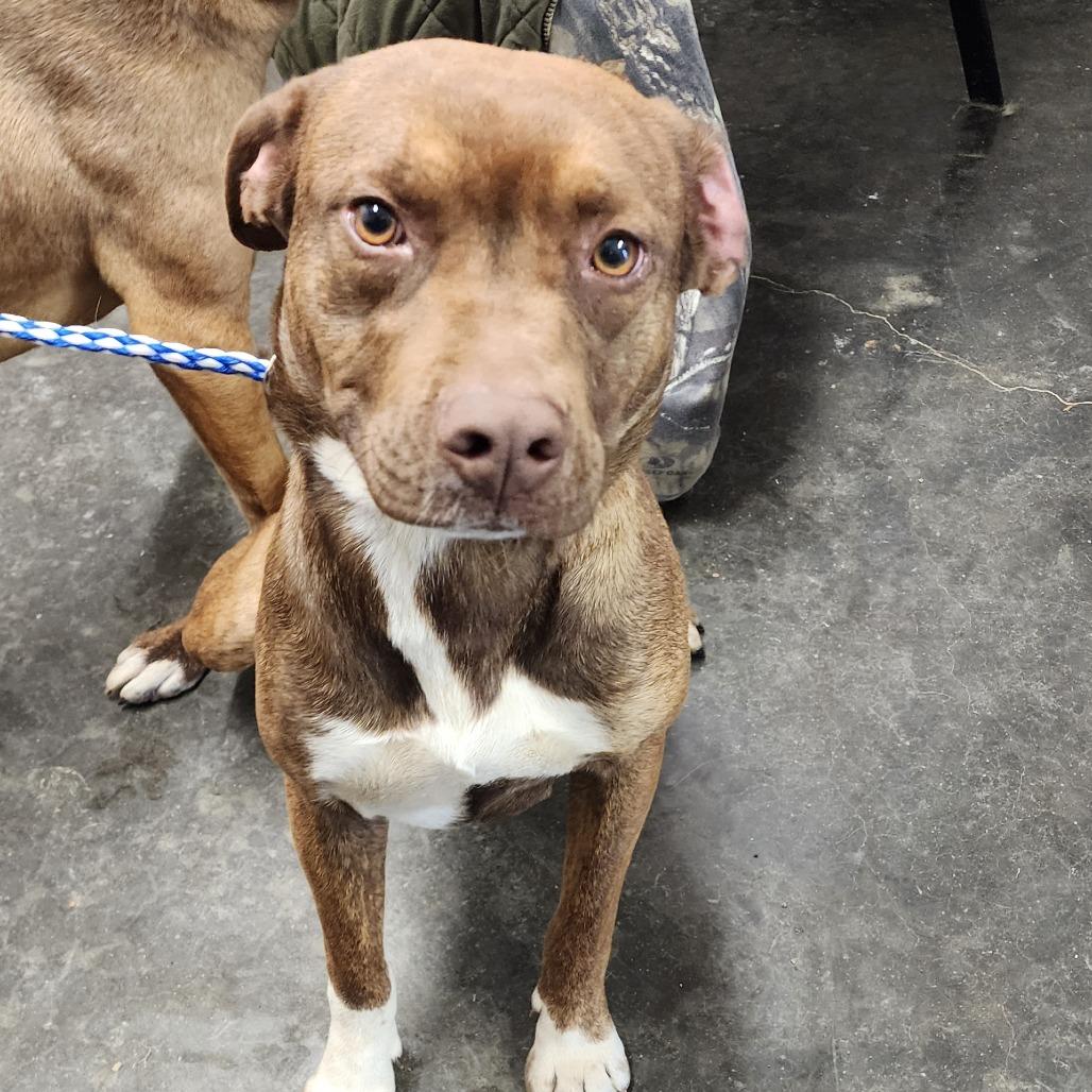 Enlarge Athena, a Adoptable mixed breed in Evensville, TN image 2/2