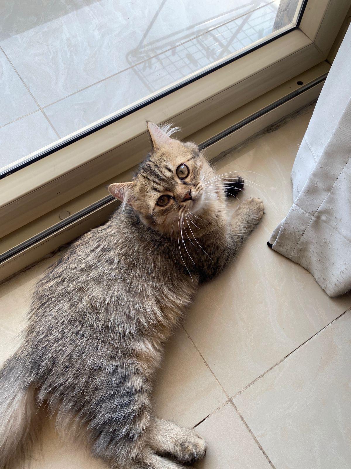 Noor - British Short Hair Mix, Young Male unknown