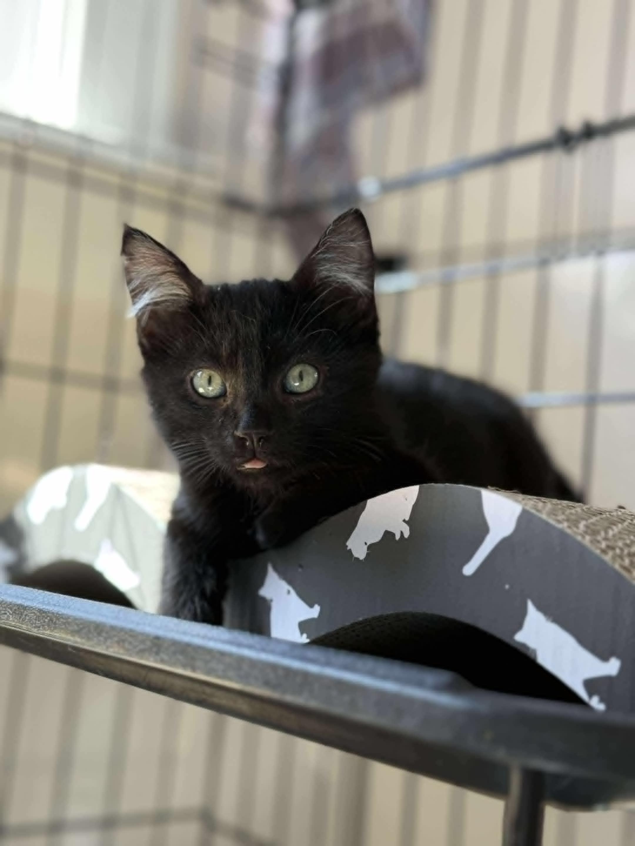 Enlarge Merlin, a Adoptable mixed breed in Santa Clara, CA image 1/2