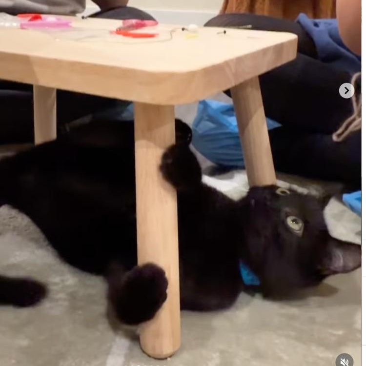 Enlarge Calcifer, a Adoptable mixed breed in Santa Clara, CA image 3/3