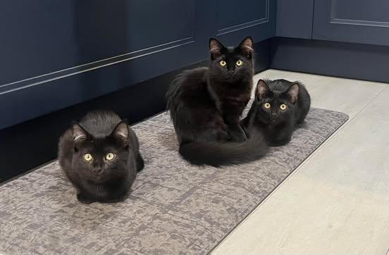 Enlarge Merlin, a Adoptable mixed breed in Santa Clara, CA image 2/2