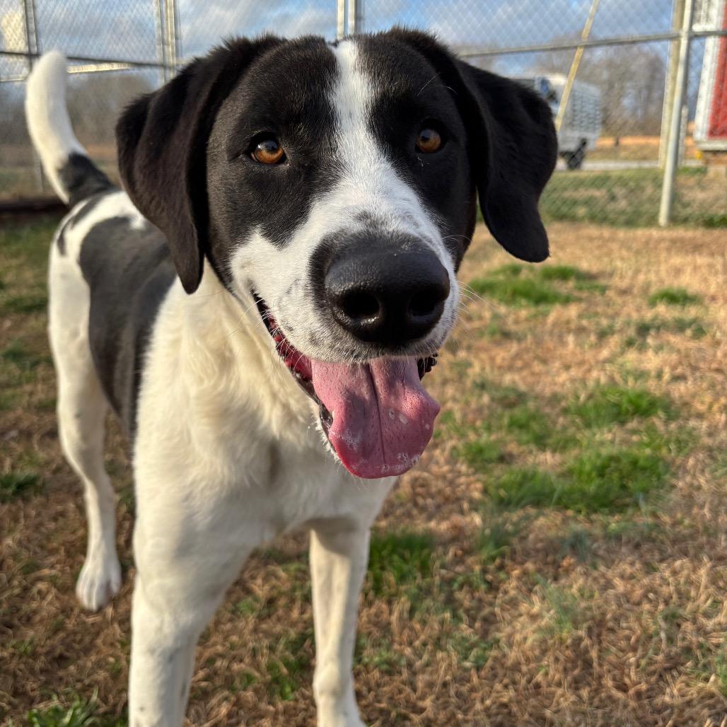 Ozzy, Adoptable, Adult Male Labrador Retriever & Mixed Breed.