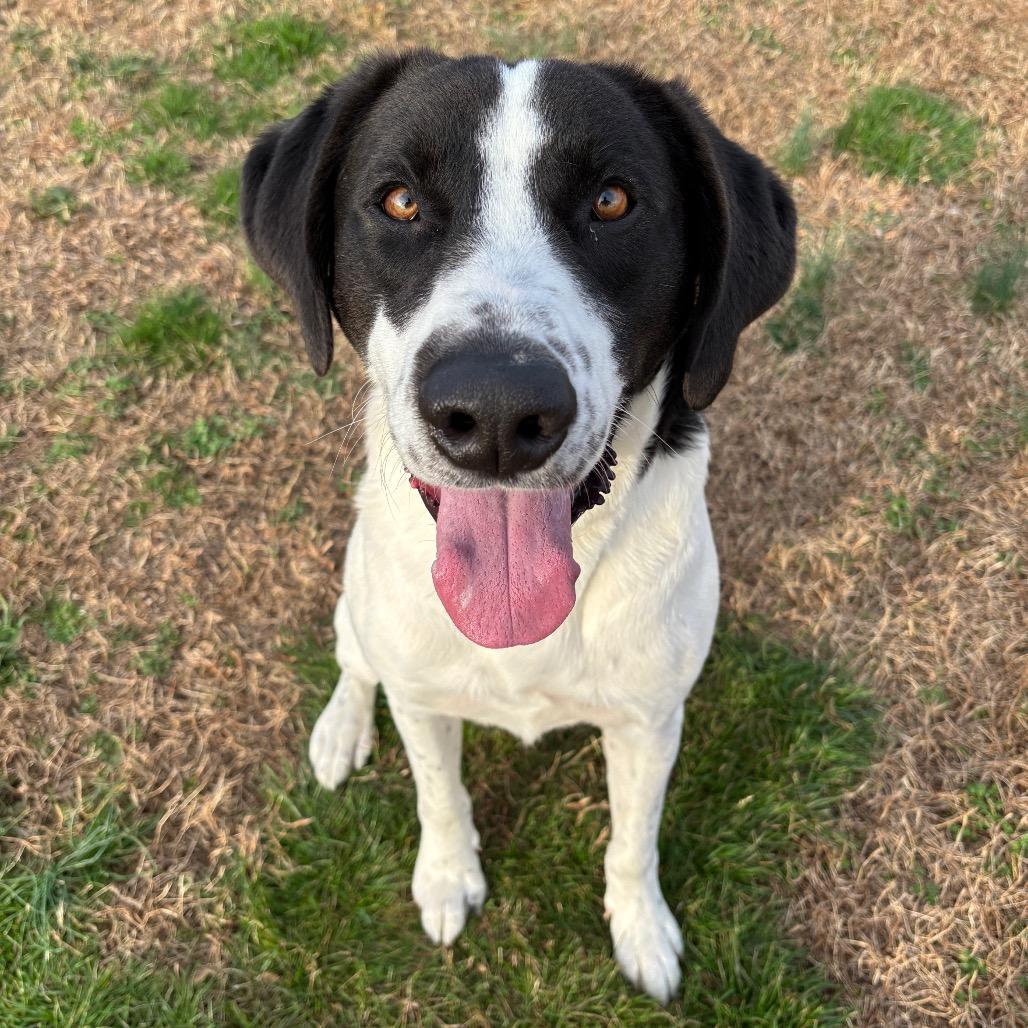 Enlarge Ozzy, a Adoptable mixed breed in Smithville, TN image 2/6