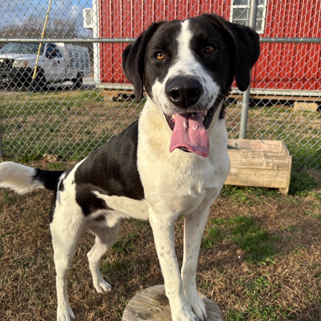 Enlarge Ozzy, a Adoptable mixed breed in Smithville, TN image 3/6