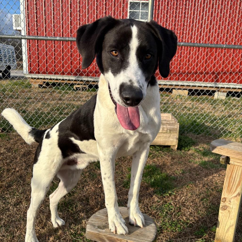 Enlarge Ozzy, a Adoptable mixed breed in Smithville, TN image 4/6