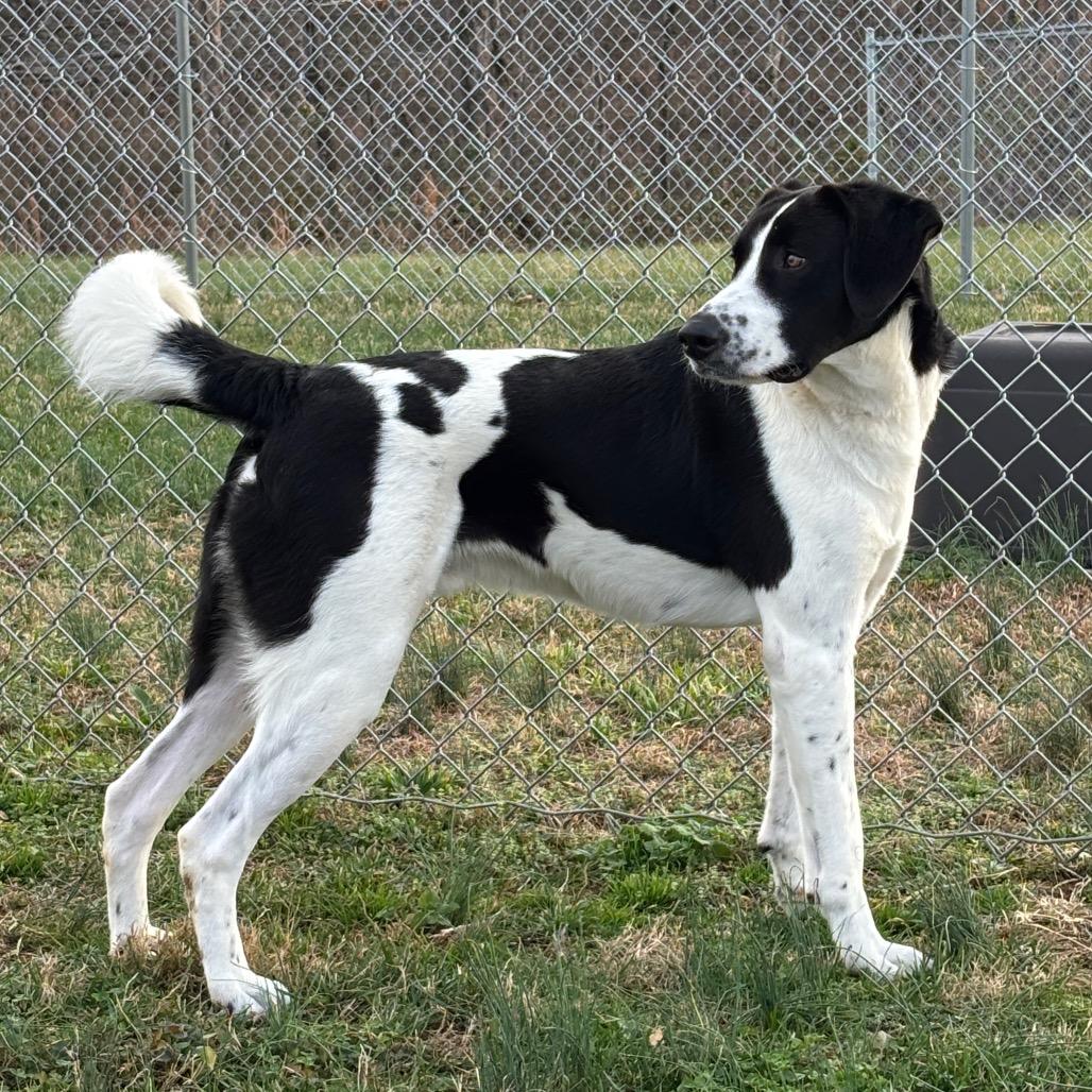 Enlarge Ozzy, a Adoptable mixed breed in Smithville, TN image 5/6