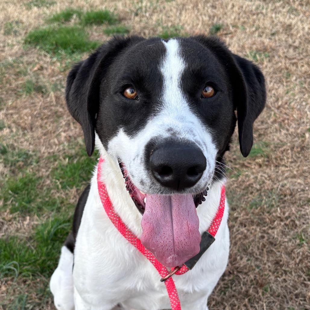 Enlarge Ozzy, a Adoptable mixed breed in Smithville, TN image 6/6