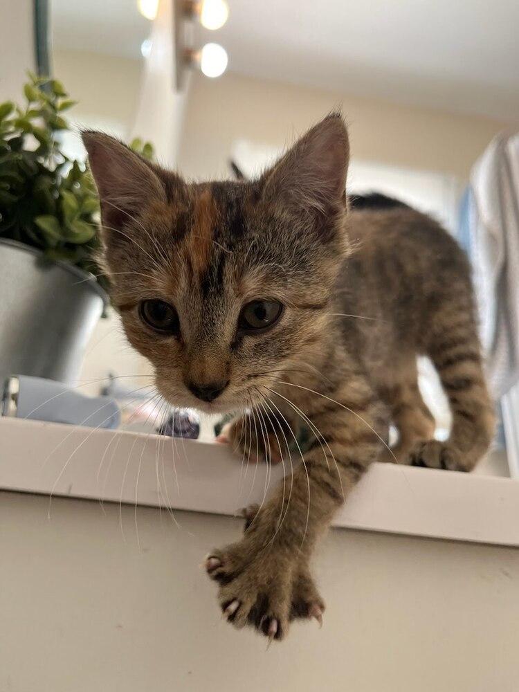 Enlarge **Cat Cafe** Catalina, a Adoptable Domestic Short Hair in Topeka, KS image 5/5