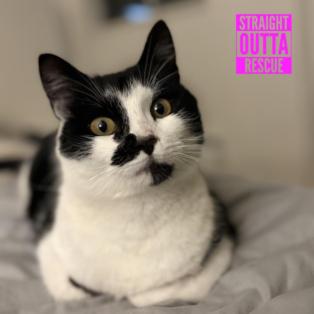Harbour, ADOPTABLE, Adult Female Domestic Short Hair.