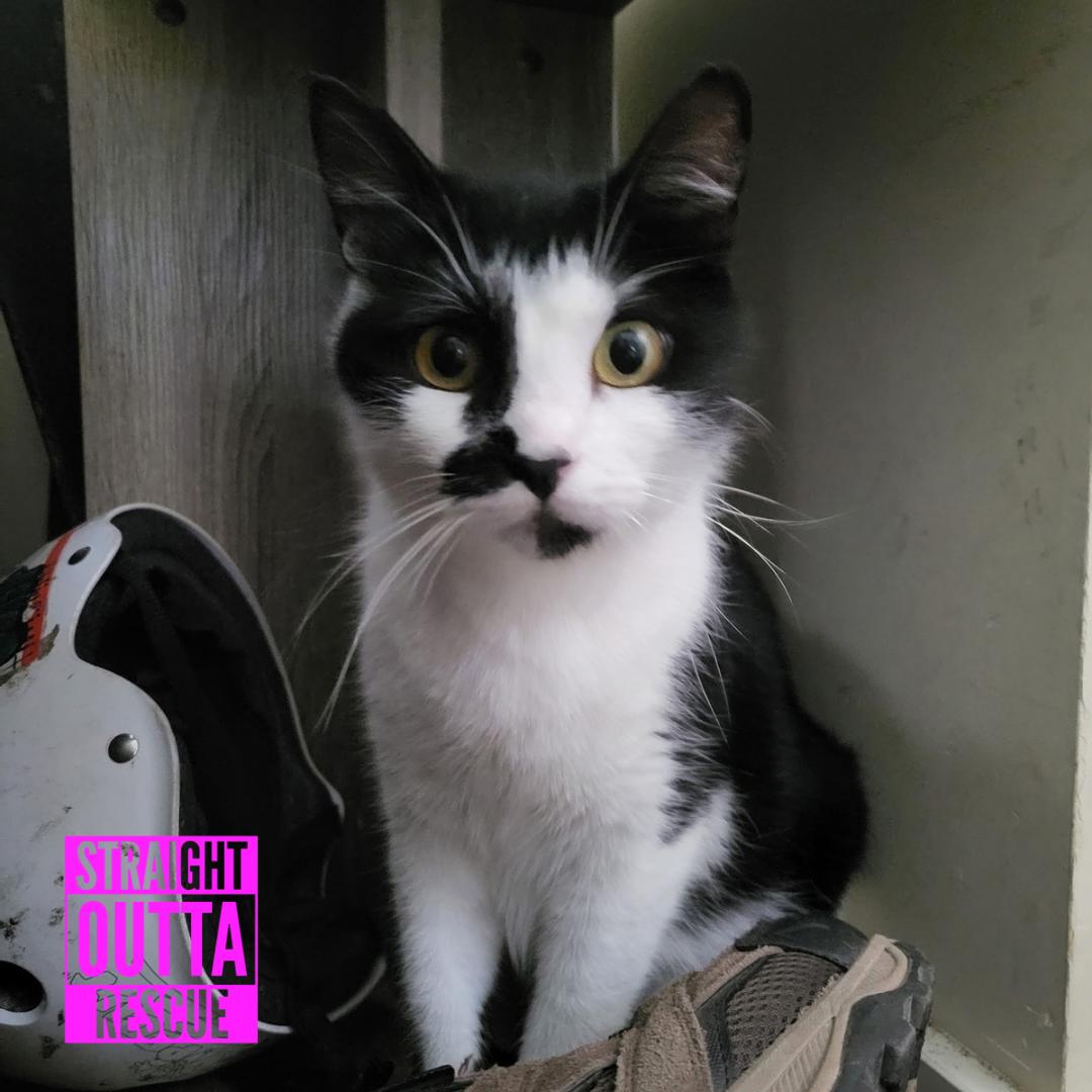 Harbour, a ADOPTABLE Domestic Short Hair in Vancouver, BC image 2/3
