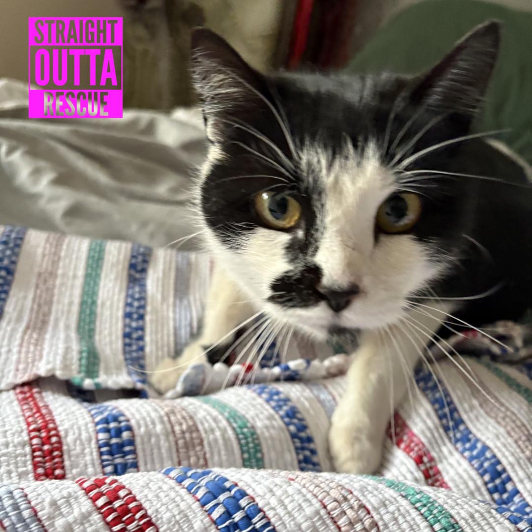 Harbour, a ADOPTABLE Domestic Short Hair in Vancouver, BC image 3/3