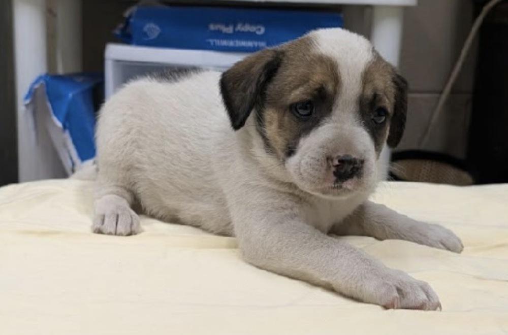 Peach, Adoptable, Puppy Female Cattle Dog & Terrier.