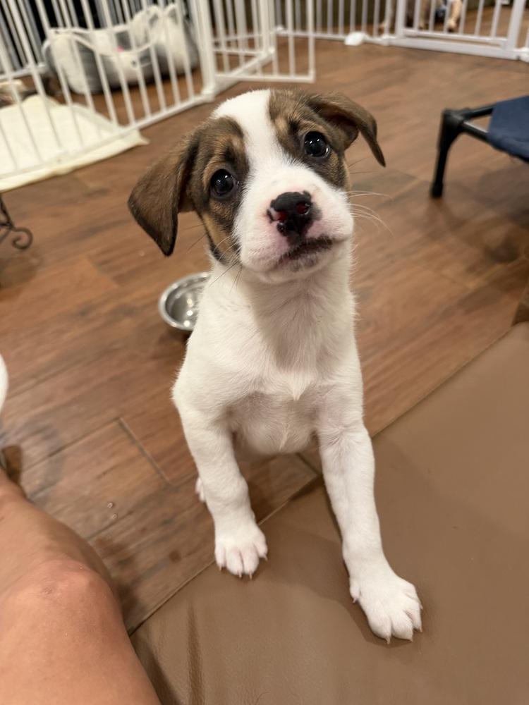 Peach, a Adoptable mixed breed in Willingboro, NJ image 3/6