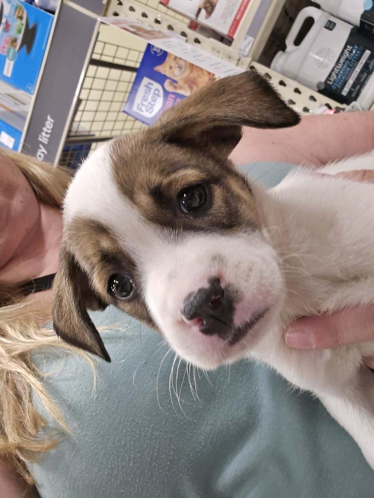 Peach, a Adoptable mixed breed in Willingboro, NJ image 5/6