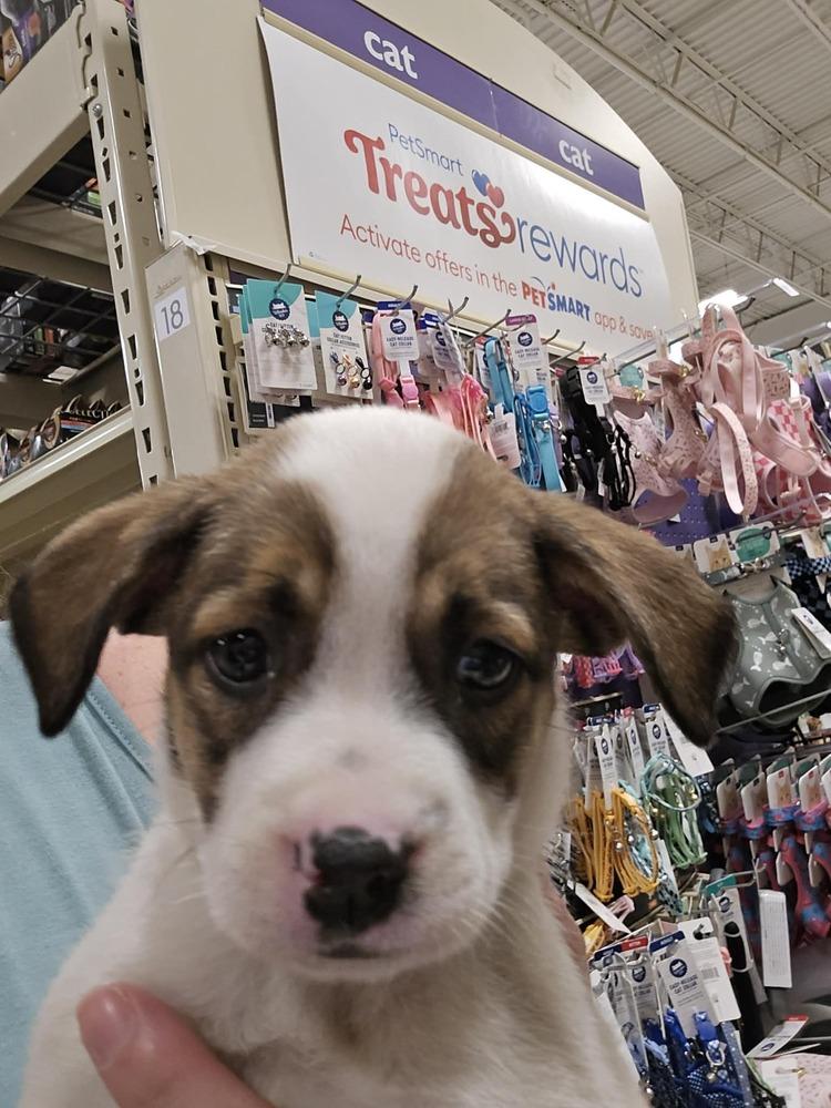 Peach, a Adoptable mixed breed in Willingboro, NJ image 6/6