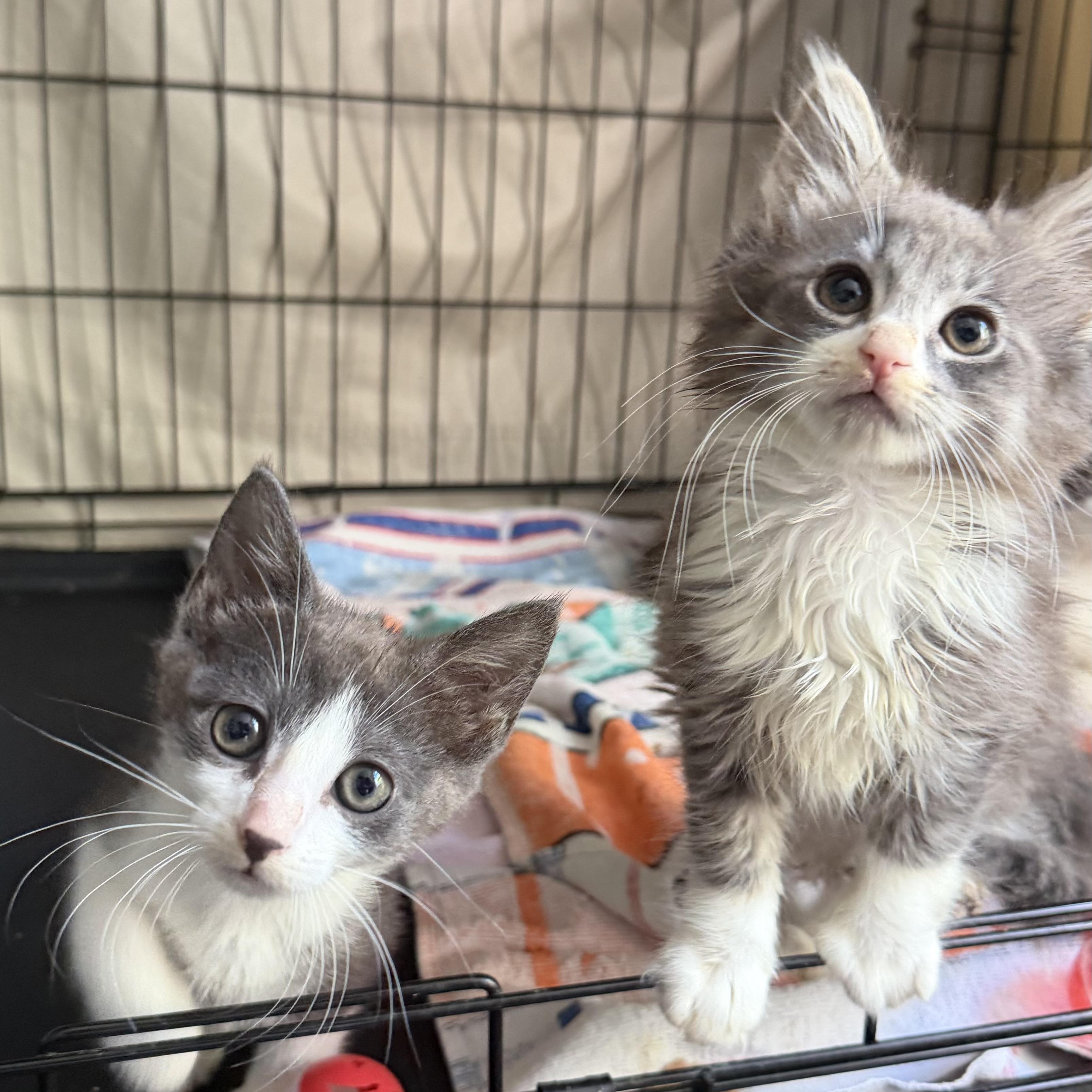 Tollbooth and Sunpass, a ADOPTABLE Domestic Short Hair in Brooklyn, NY image 1/4
