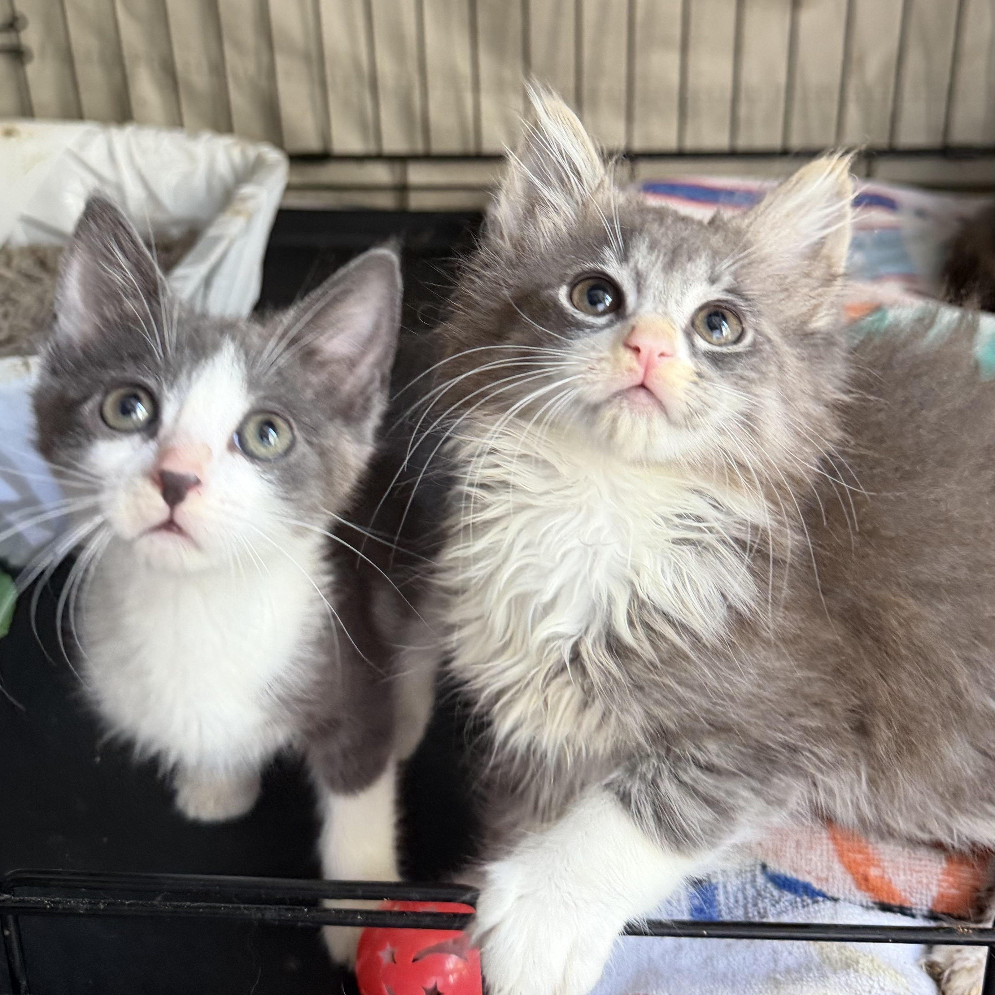 Tollbooth and Sunpass, a ADOPTABLE Domestic Short Hair in Brooklyn, NY image 4/4
