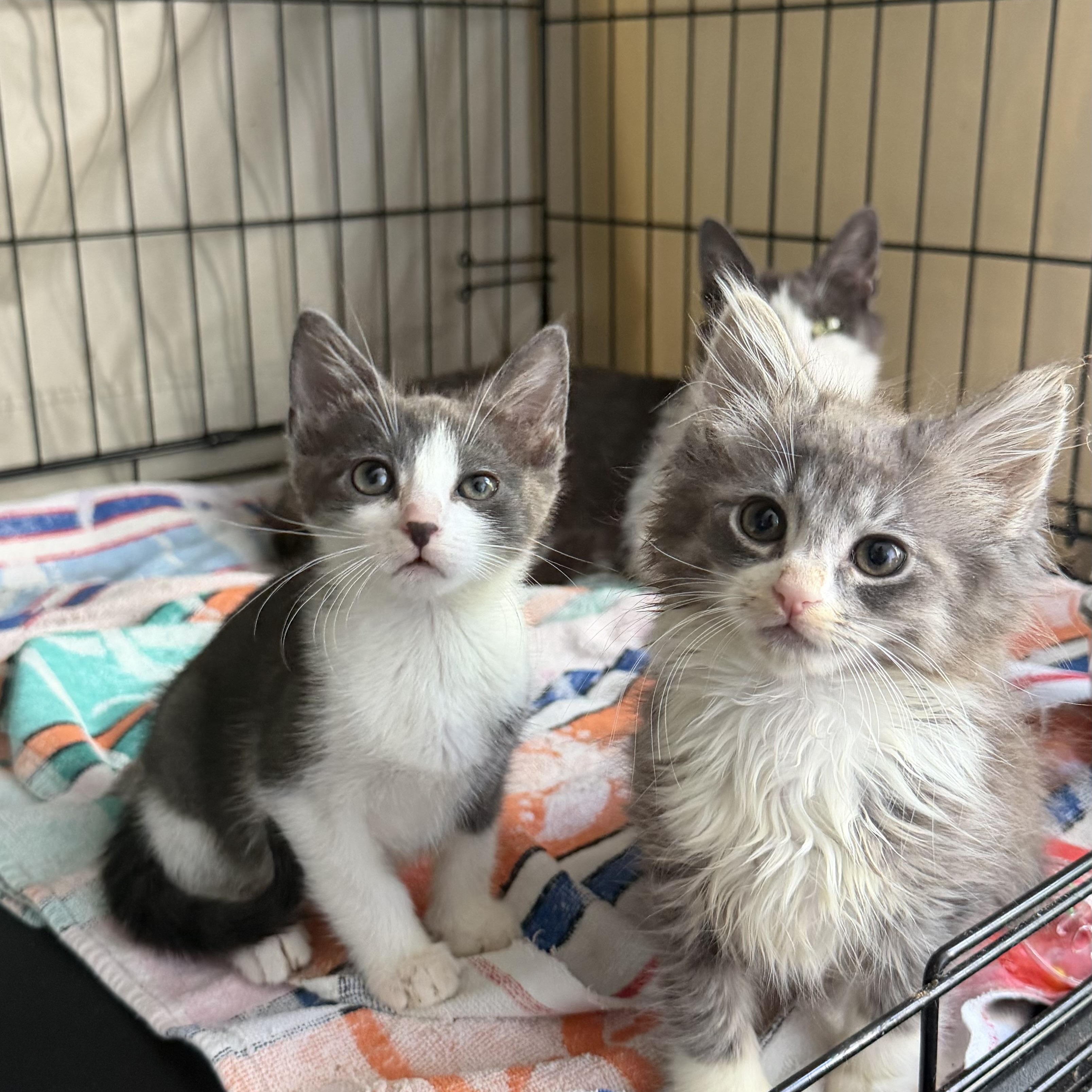 Tollbooth and Sunpass, a ADOPTABLE Domestic Short Hair in Brooklyn, NY image 2/4
