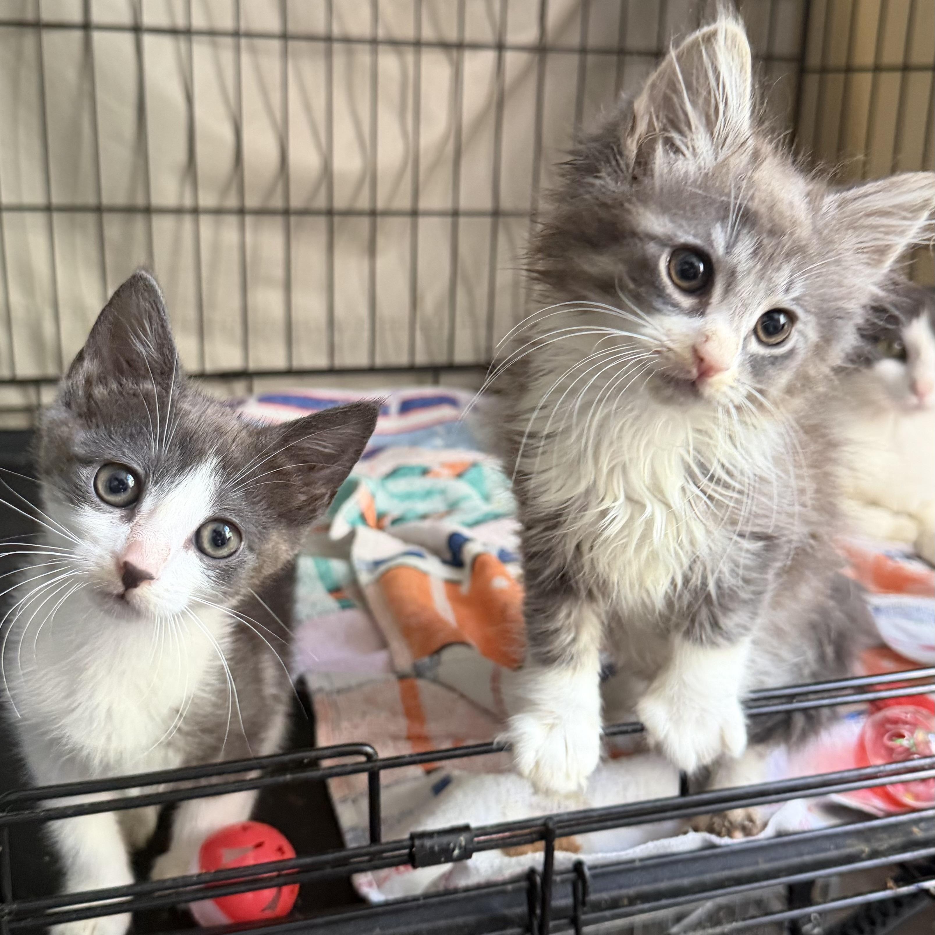 Tollbooth and Sunpass, a ADOPTABLE Domestic Short Hair in Brooklyn, NY image 3/4
