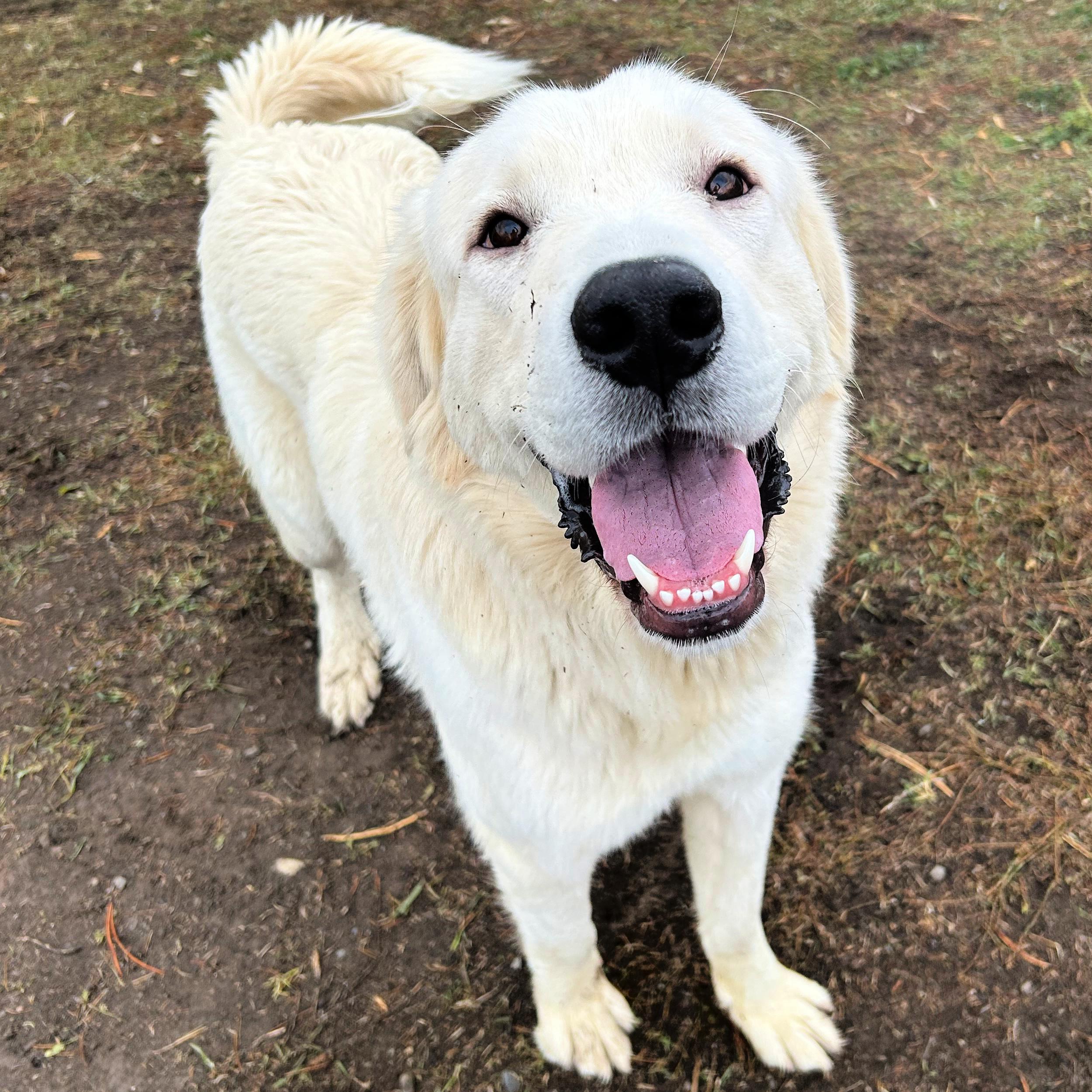 Cider, ADOPTABLE, Adult Female Great Pyrenees.