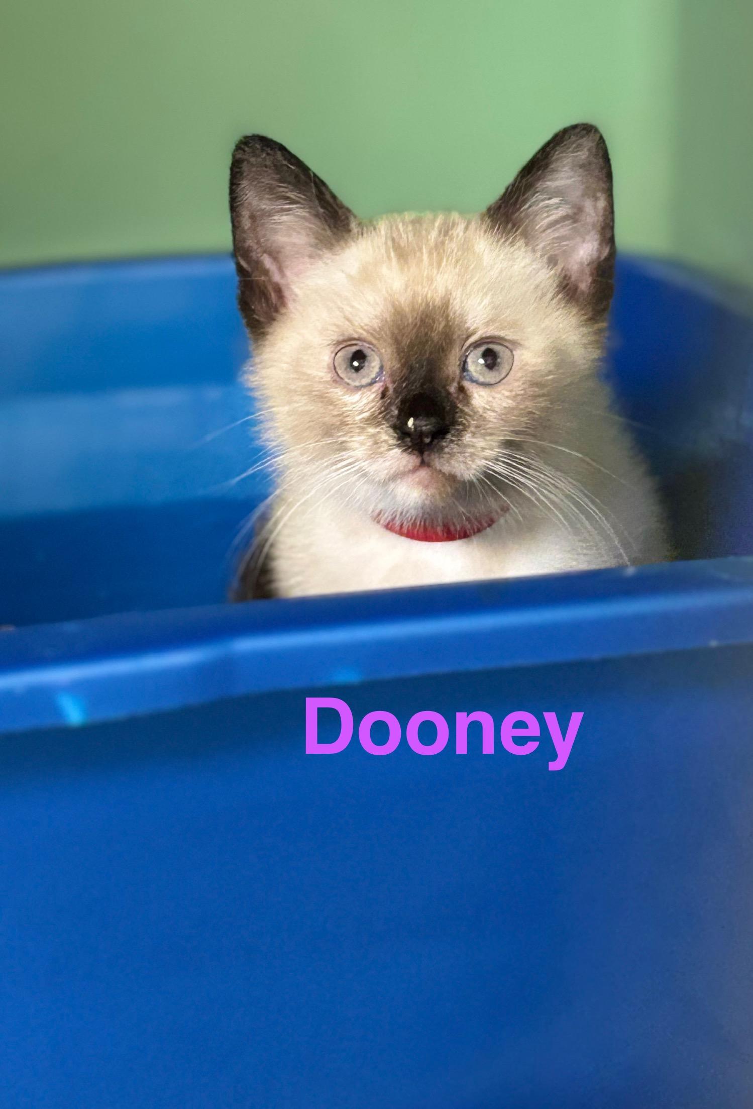 Dooney