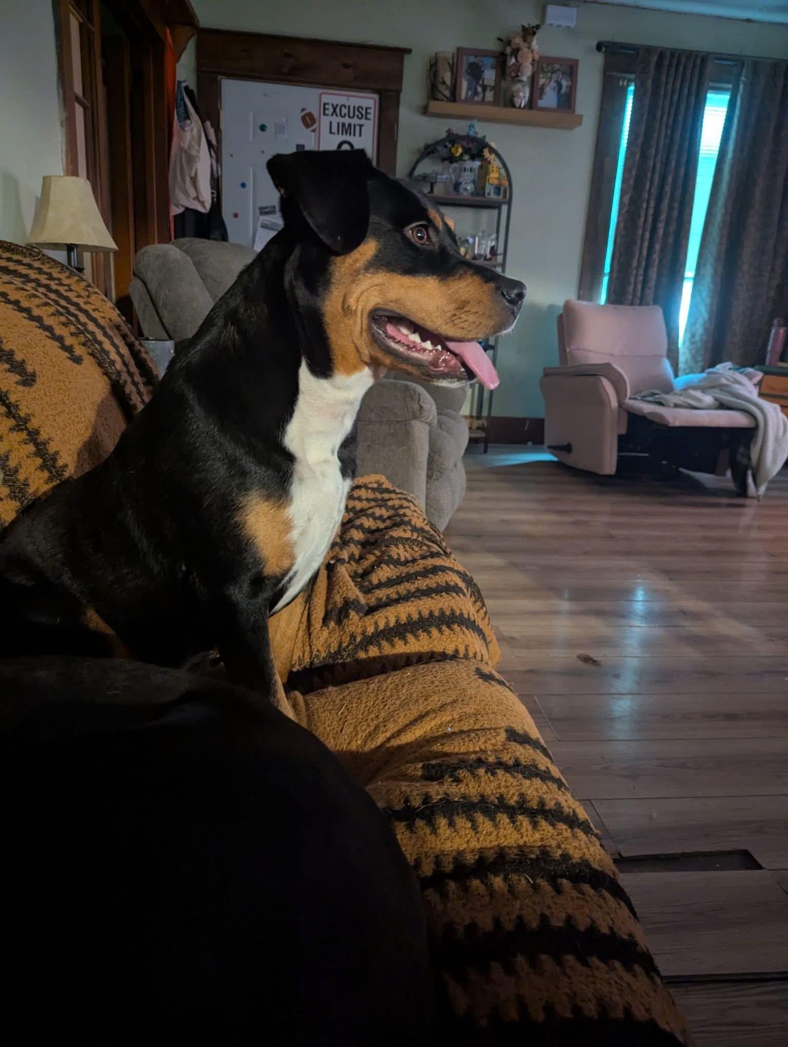 Enlarge Rosie, a ADOPTABLE mixed breed in Manhattan, KS image 5/6