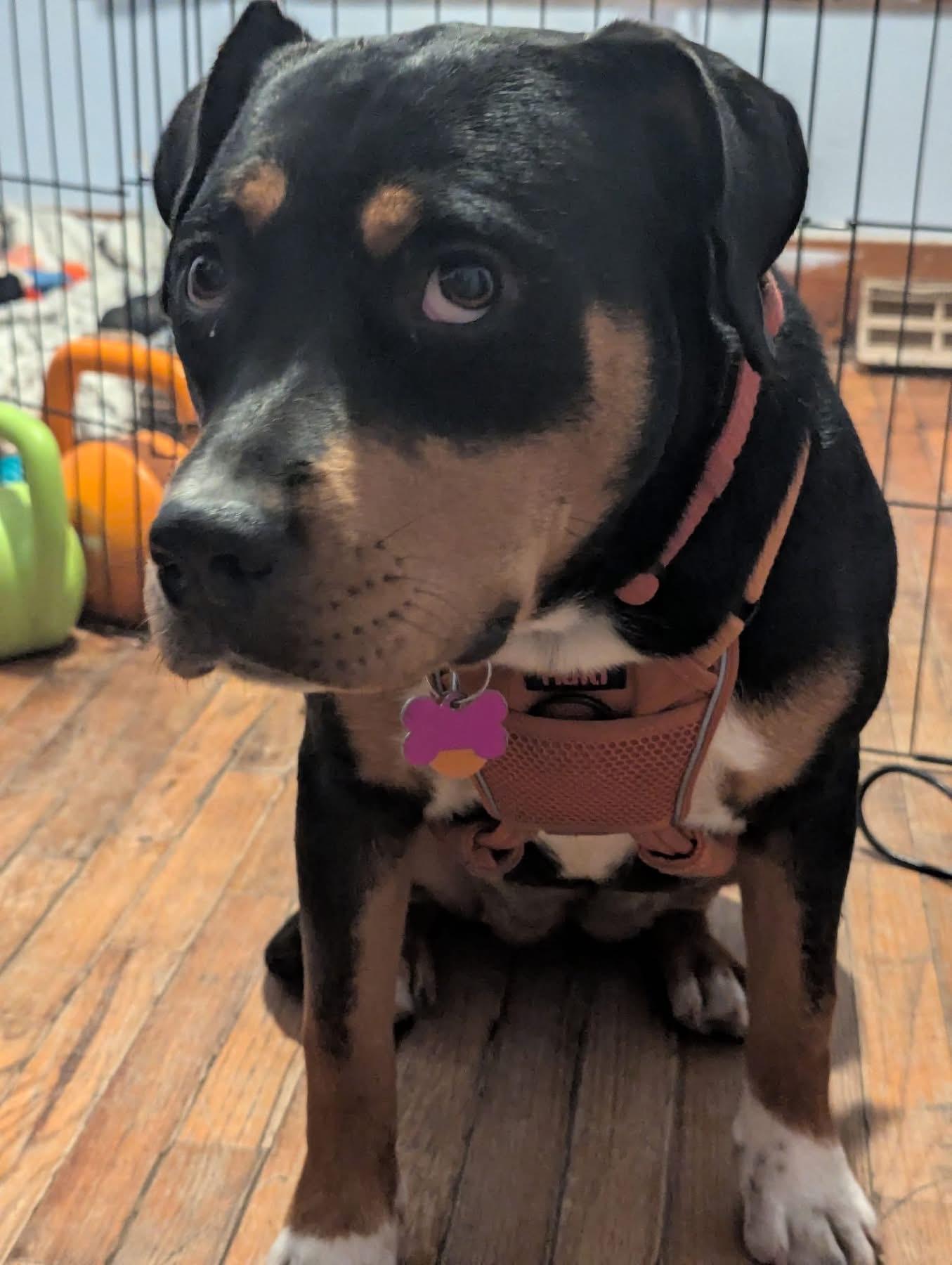 Enlarge Rosie, a ADOPTABLE mixed breed in Manhattan, KS image 6/6