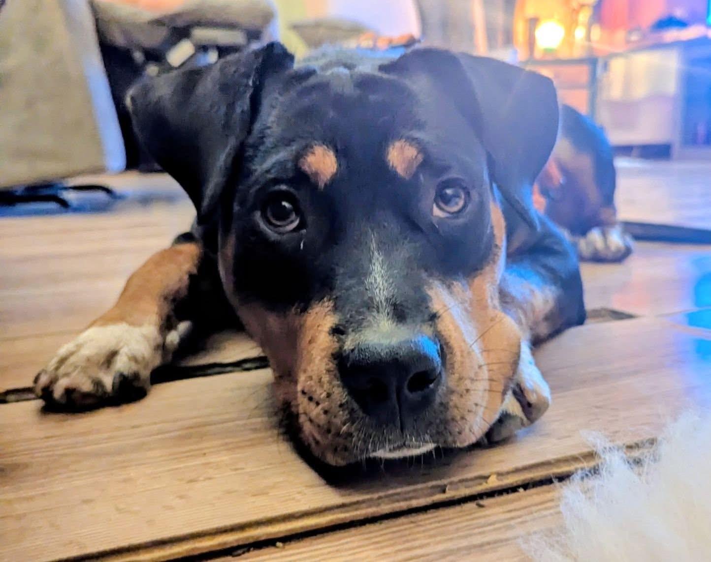 Enlarge Rosie, a ADOPTABLE mixed breed in Manhattan, KS image 1/6