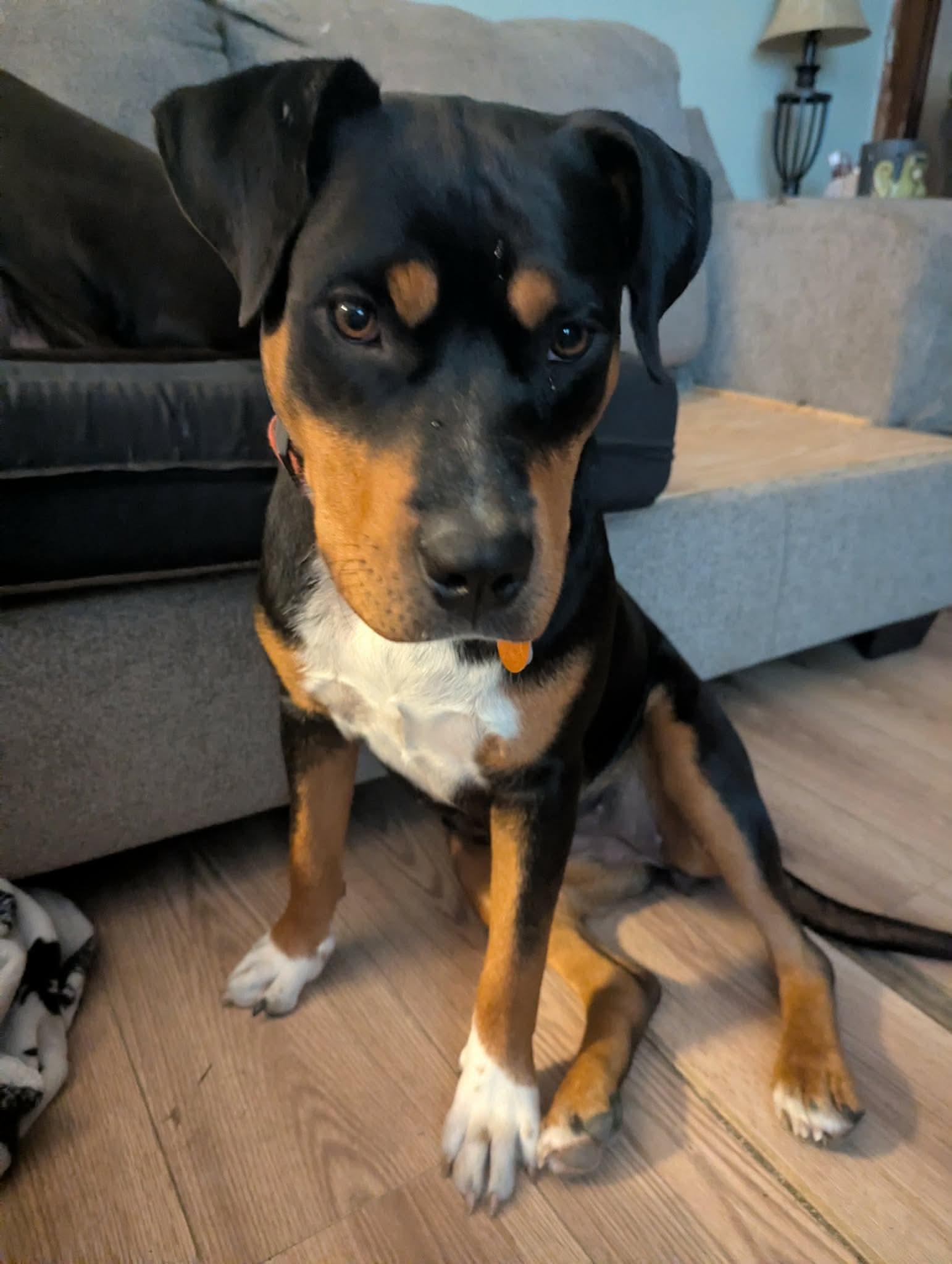 Enlarge Rosie, a ADOPTABLE mixed breed in Manhattan, KS image 4/6