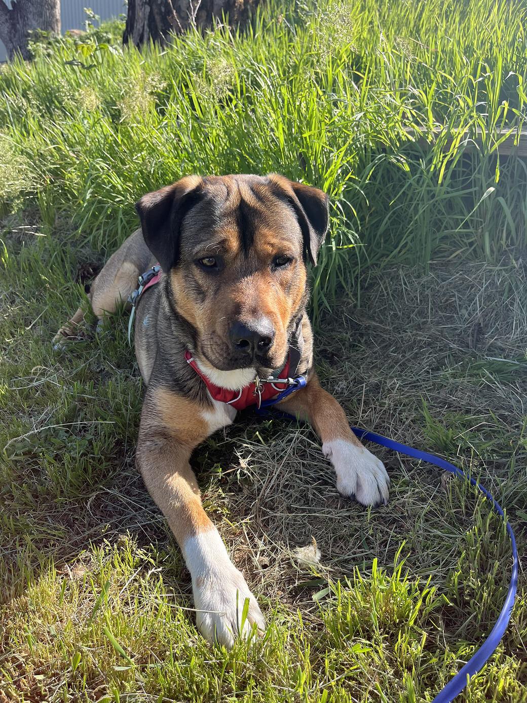 Rocky , ADOPTABLE, Adult Male Rottweiler & German Shepherd Dog.