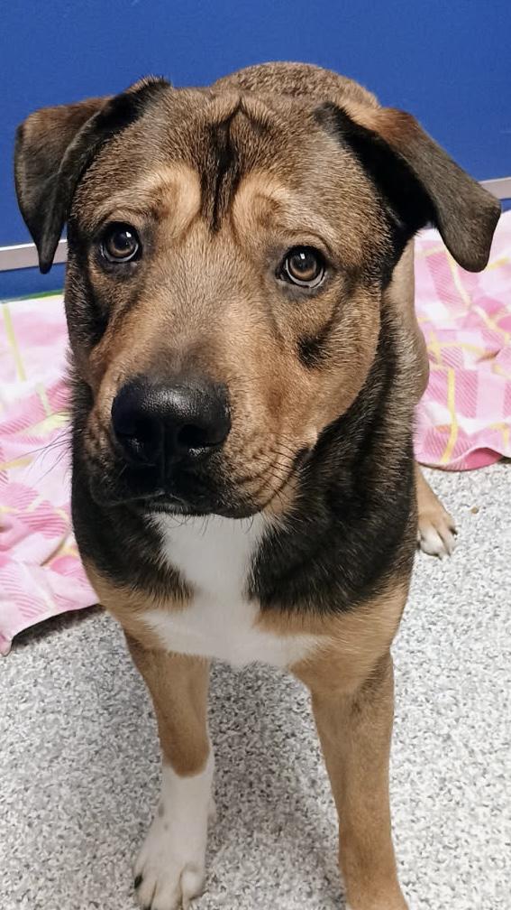 Enlarge Rocky , a ADOPTABLE mixed breed in Hood River, OR image 1/1