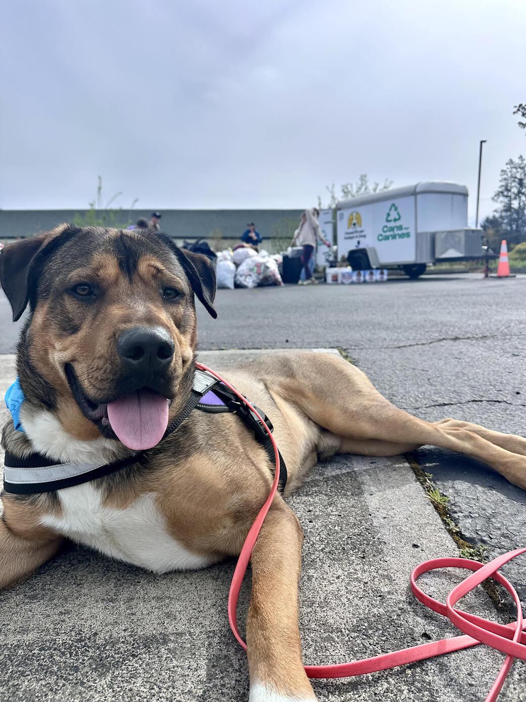 Enlarge Rocky , a ADOPTABLE mixed breed in Hood River, OR image 2/3
