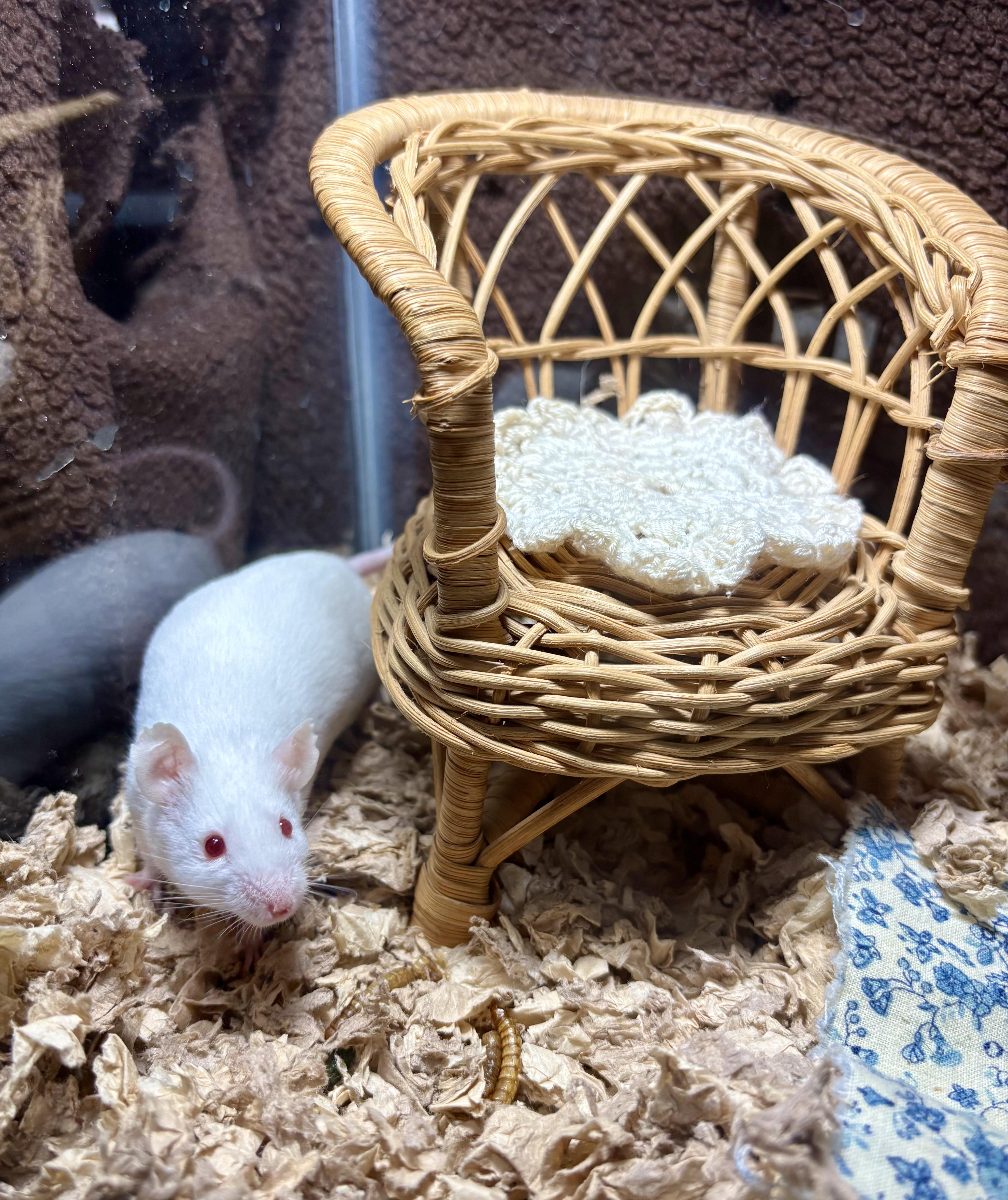 Enlarge String Cheese, a Adoptable Mouse in Grand Rapids, MI image 3/4