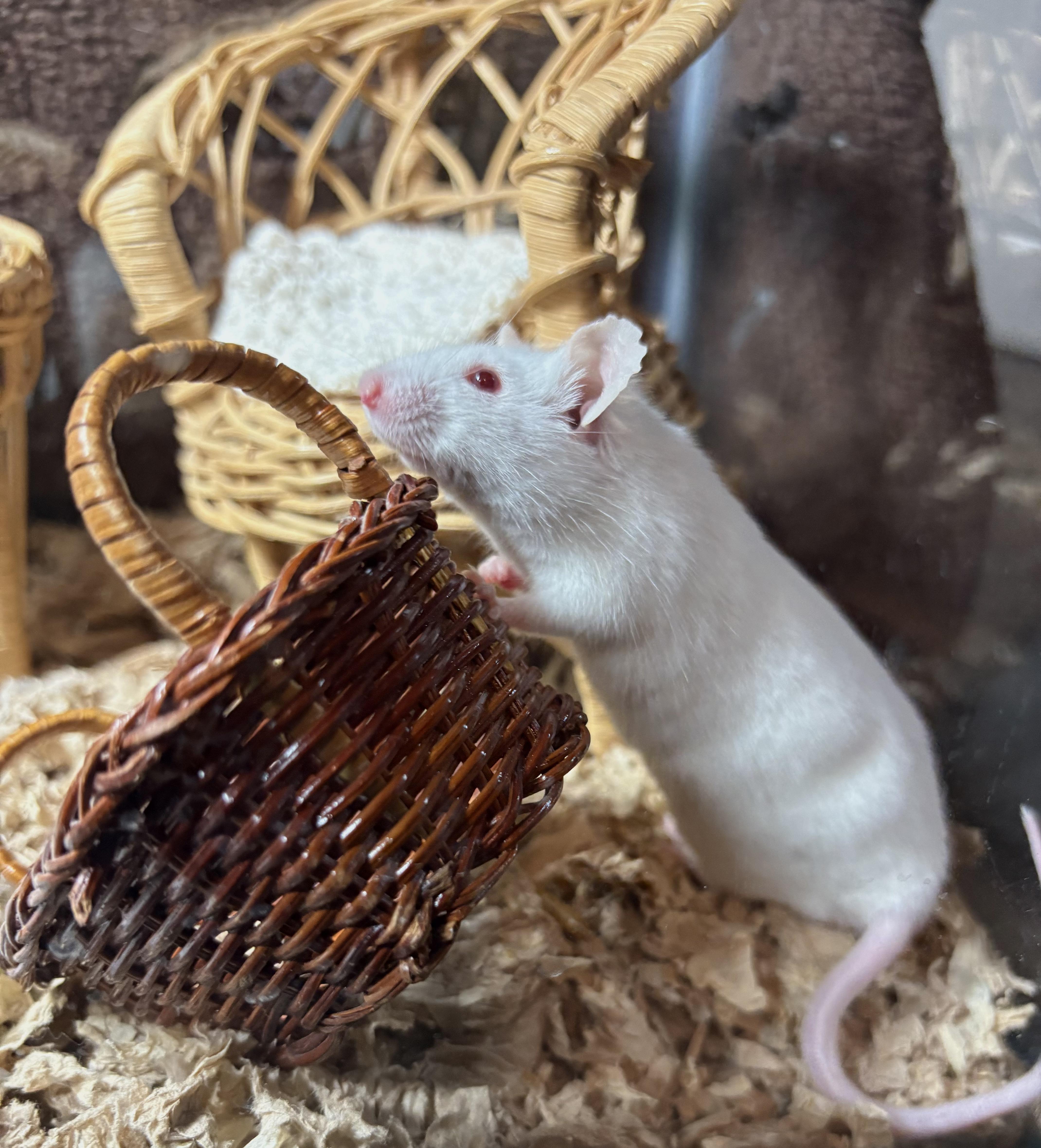 Enlarge String Cheese, a Adoptable Mouse in Grand Rapids, MI image 1/4