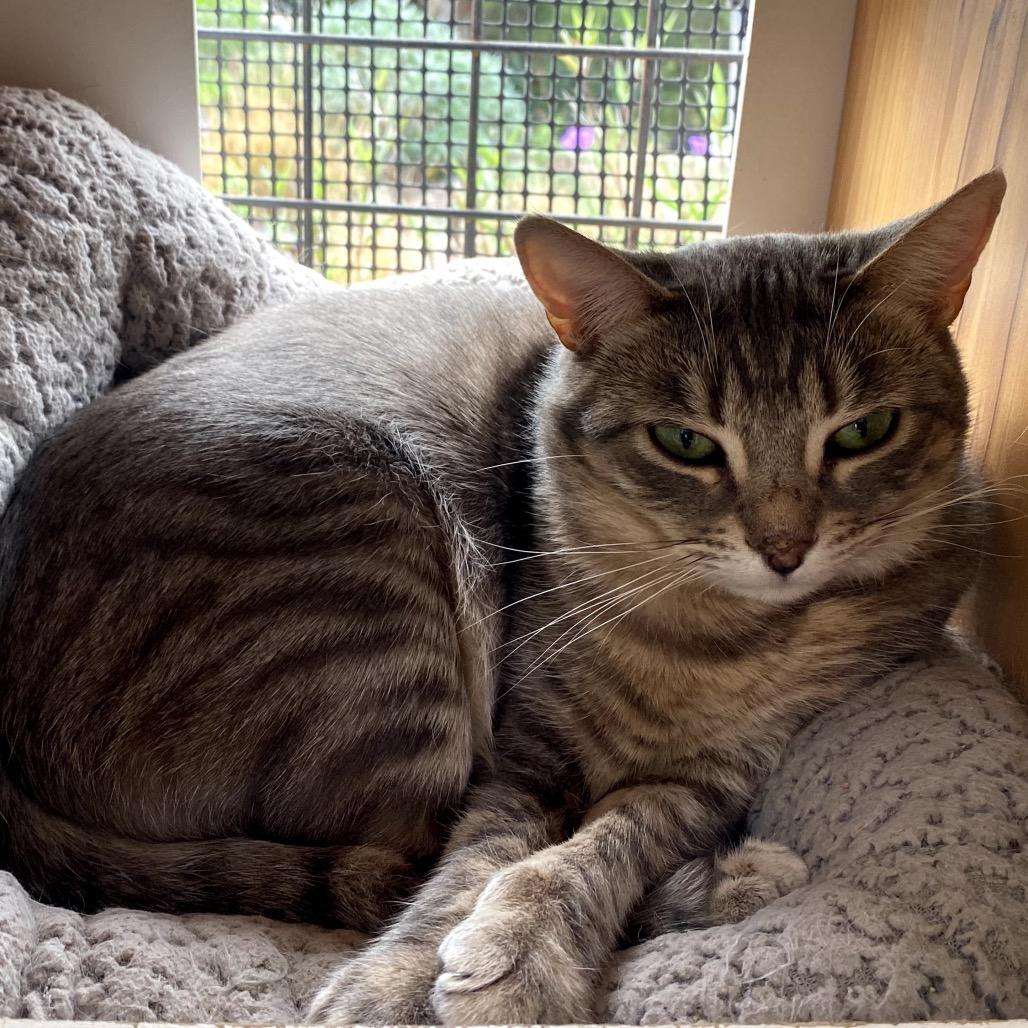 GEORGIA O'KITTEN, ADOPTABLE, Young Female Domestic Short Hair.