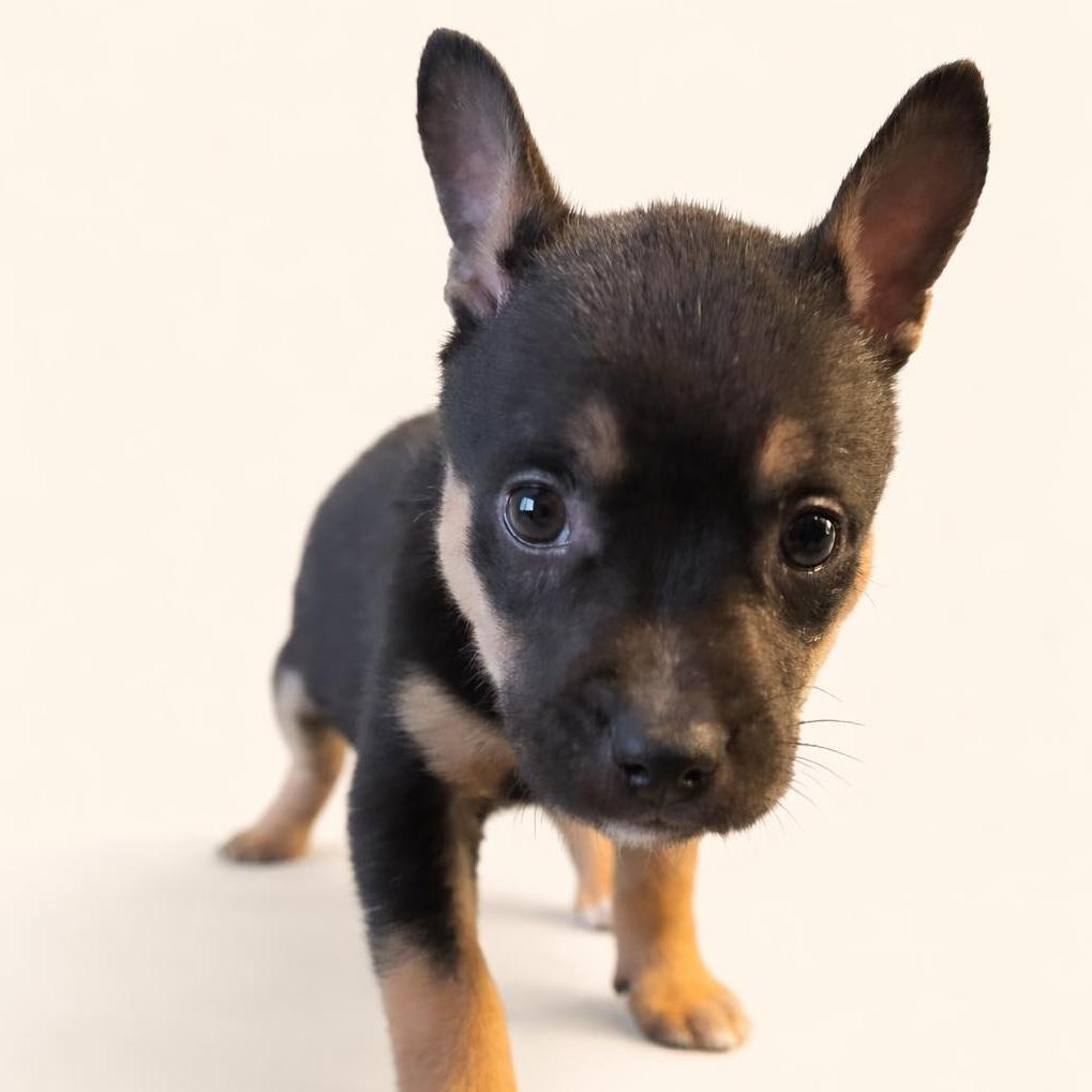 Enlarge Briar, a Adoptable mixed breed in Austin, TX image 1/1