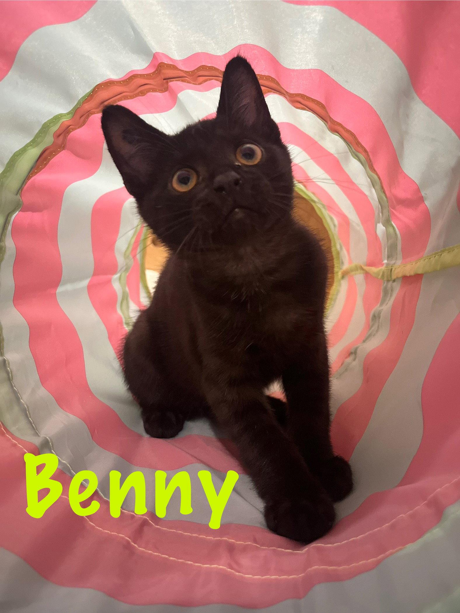 Benny, Willow Grove Area, (FCID# 6/17/2026-124), Adoptable, Kitten Male Domestic Short Hair.
