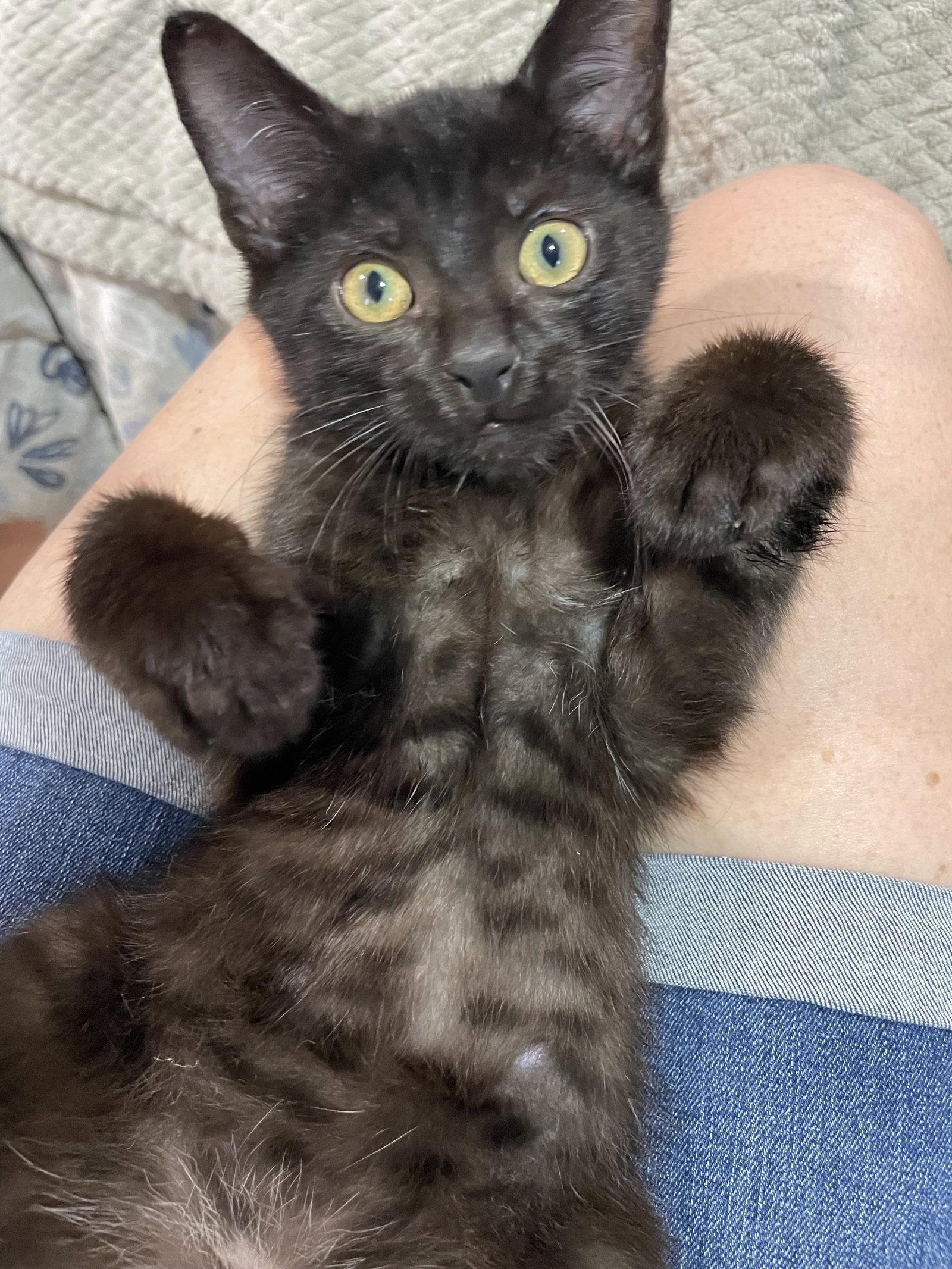 Enlarge Benny, Willow Grove Area, (FCID# 6/17/2026-124), a Adoptable Domestic Short Hair in Greenville, DE image 2/3