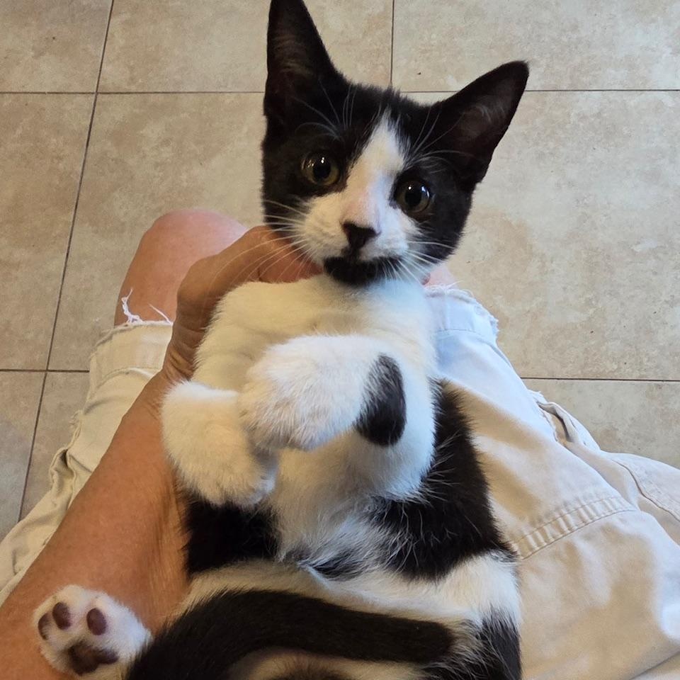 Petey, Adopted, Kitten Female Domestic Short Hair.