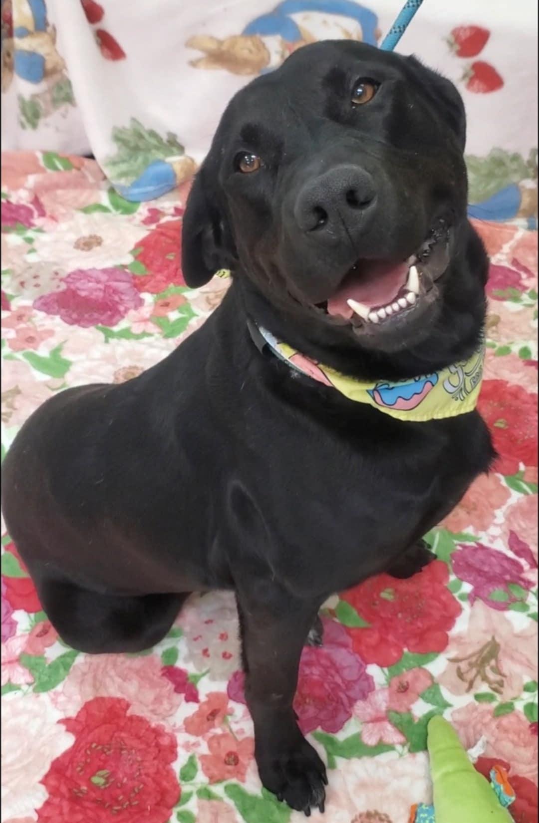 Enlarge Umbra, a ADOPTABLE Black Labrador Retriever in Grant, AL image 3/3
