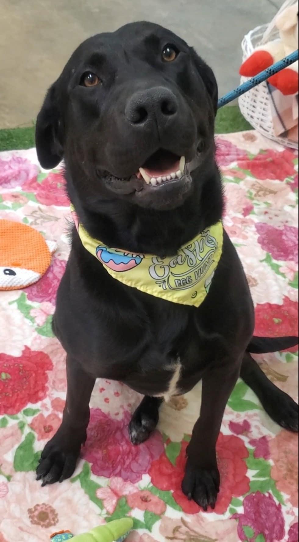 Enlarge Umbra, a ADOPTABLE Black Labrador Retriever in Grant, AL image 1/3
