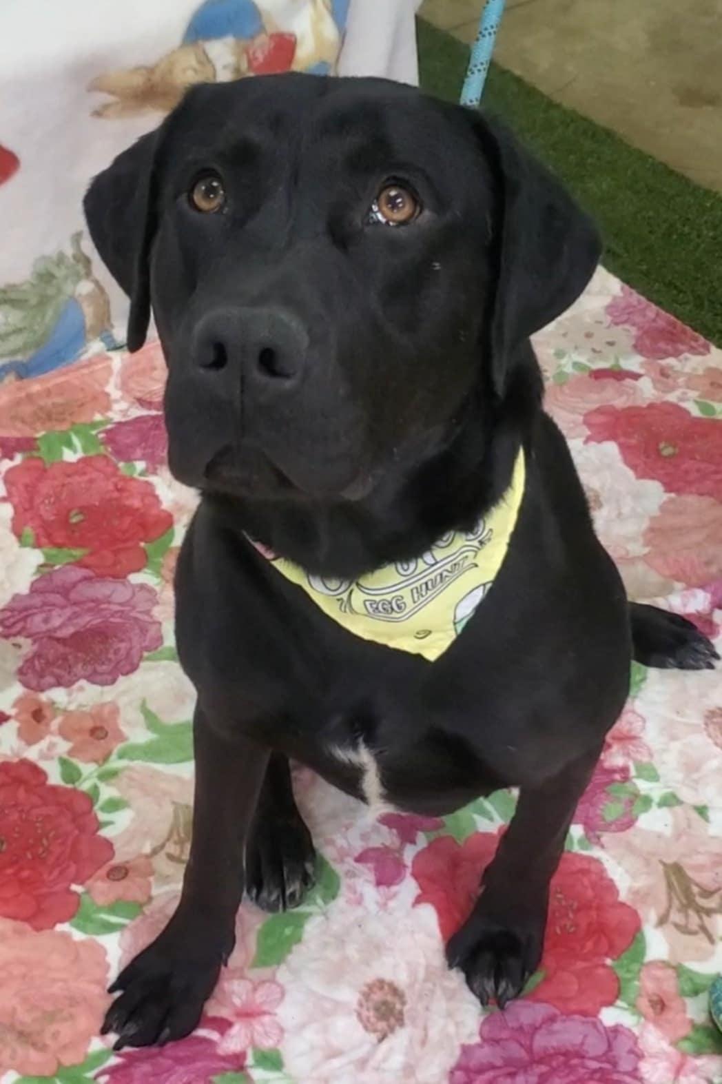 Enlarge Umbra, a ADOPTABLE Black Labrador Retriever in Grant, AL image 2/3