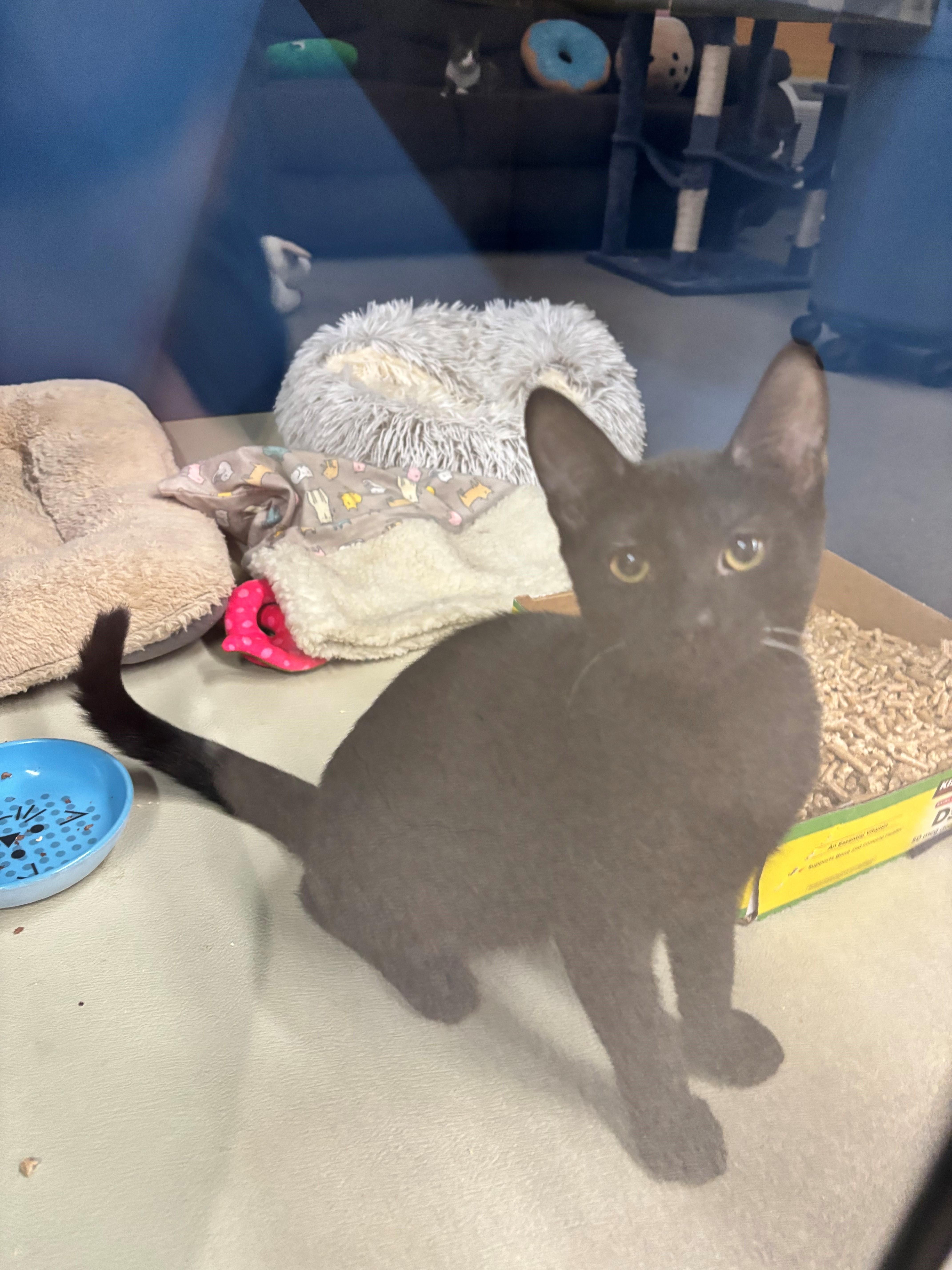 Jacky, Adoptable, Kitten Male Domestic Short Hair.