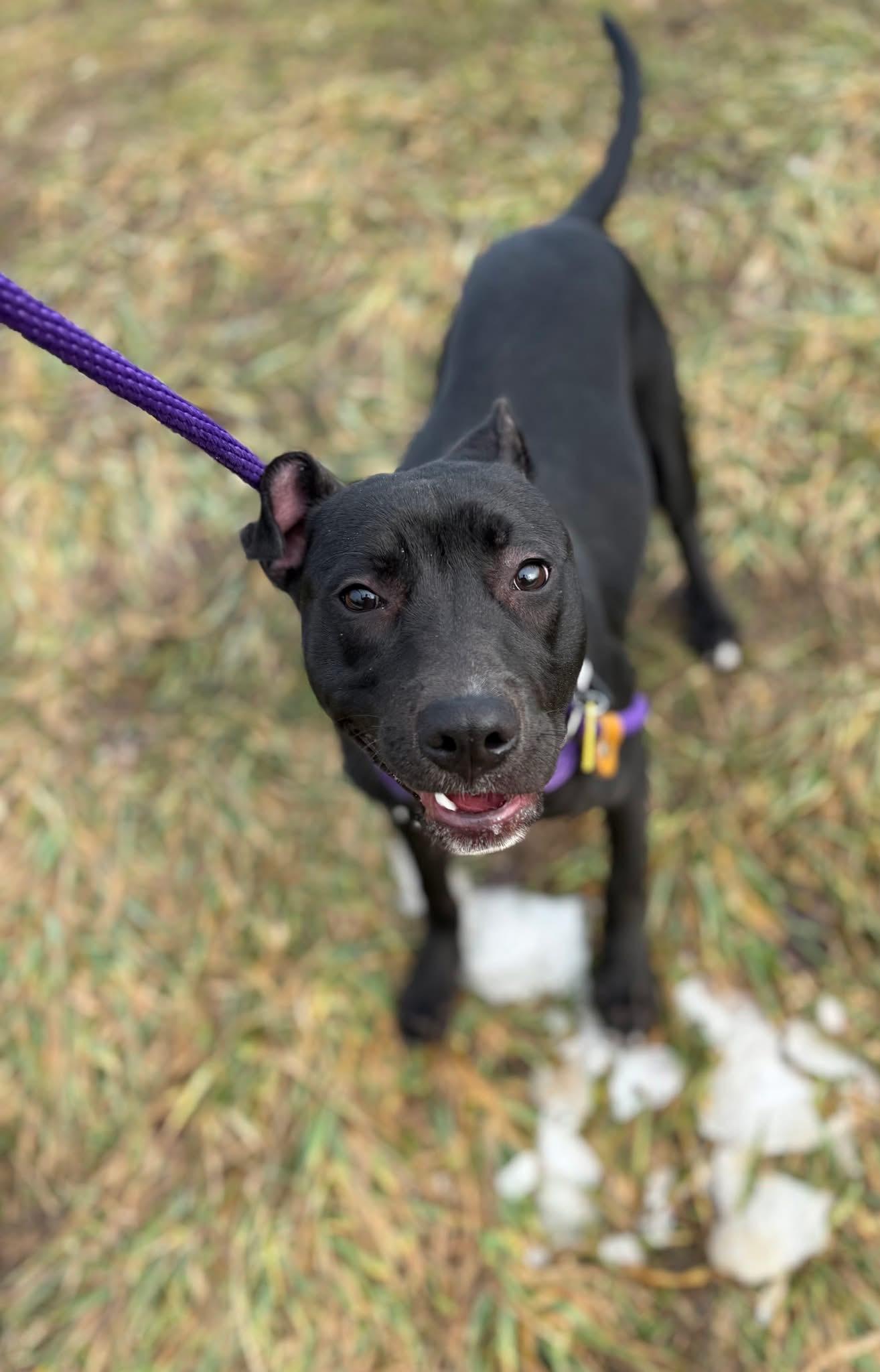 Enlarge Violet, a hold mixed breed in Cleveland, OH image 5/6