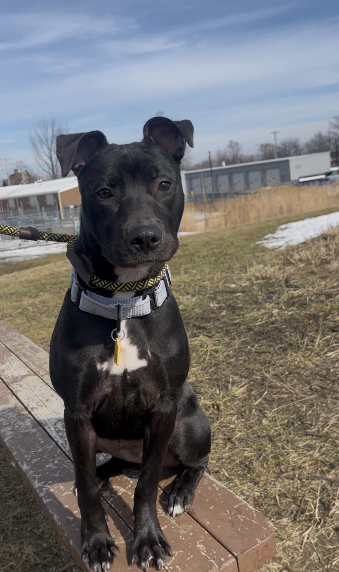 Enlarge Violet, a hold mixed breed in Cleveland, OH image 2/6