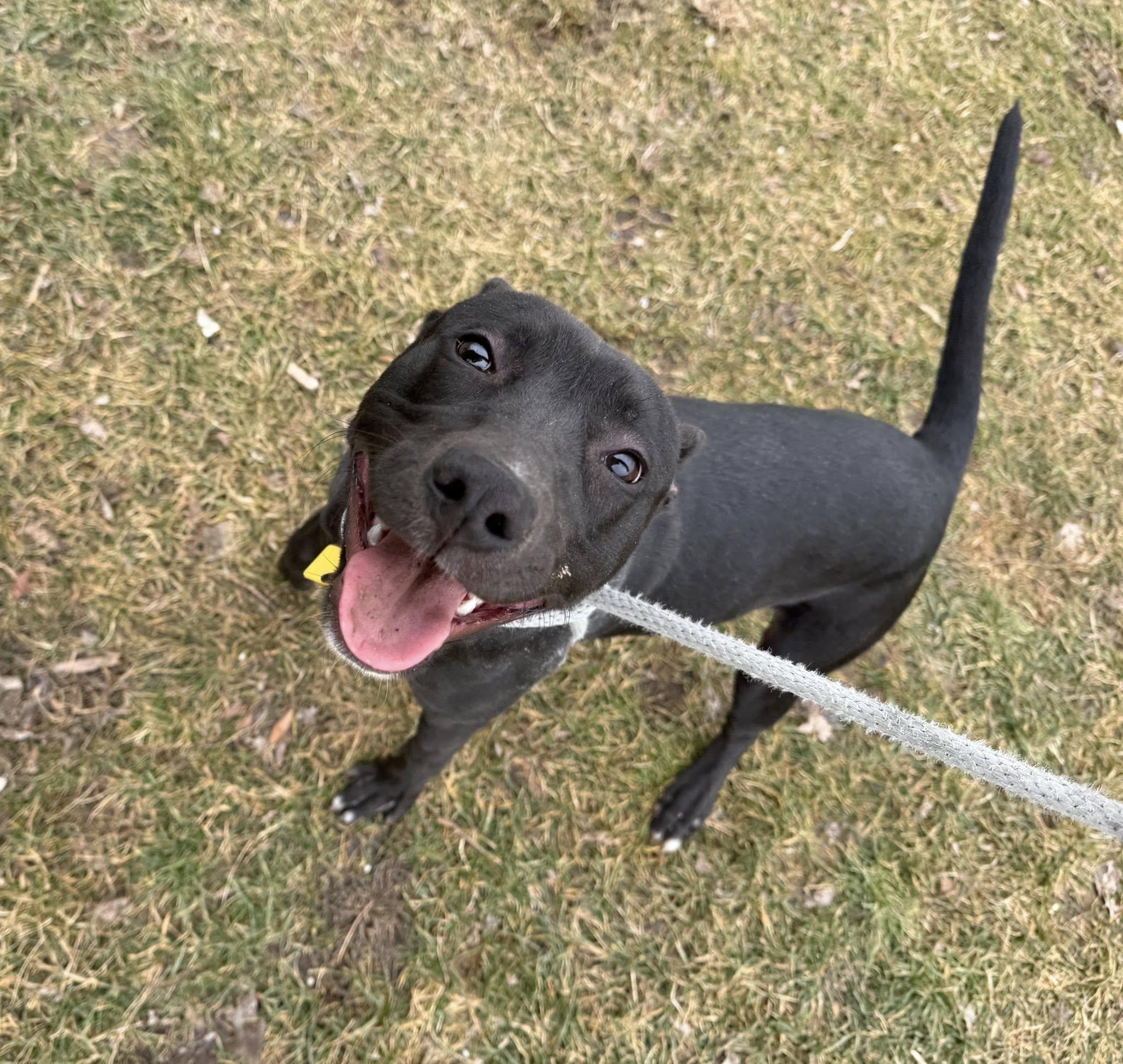 Enlarge Violet, a hold mixed breed in Cleveland, OH image 6/6