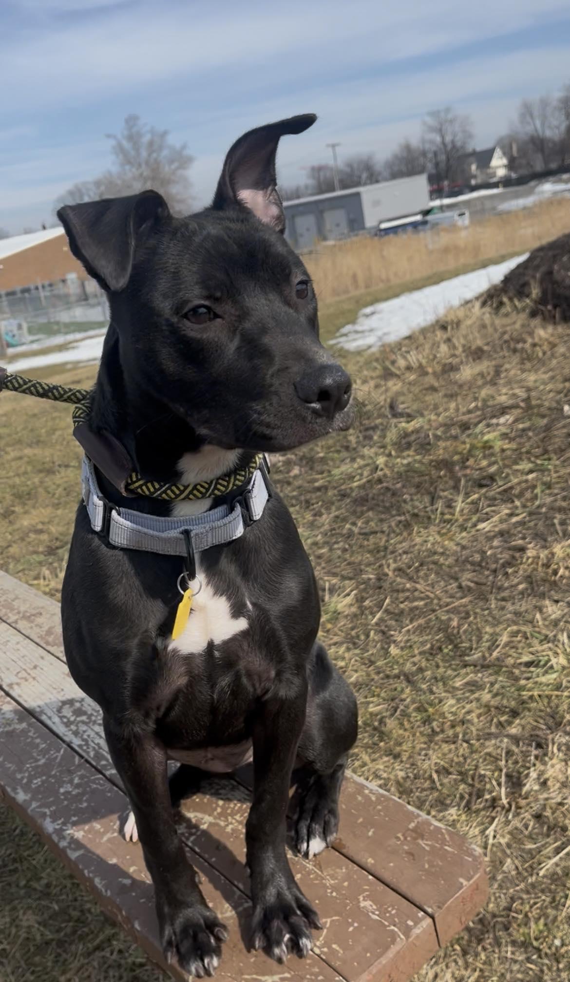 Enlarge Violet, a hold mixed breed in Cleveland, OH image 3/6