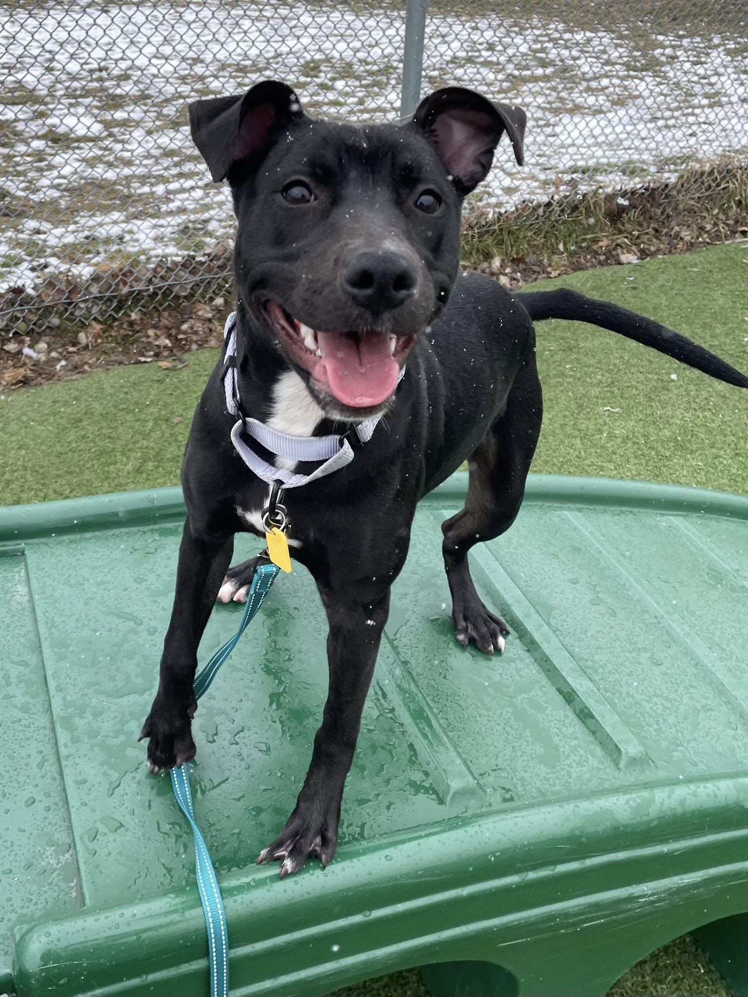 Enlarge Violet, a hold mixed breed in Cleveland, OH image 1/6